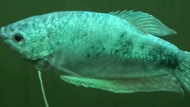 Гурами рыбка. Голубая гурами смотреть онлайн