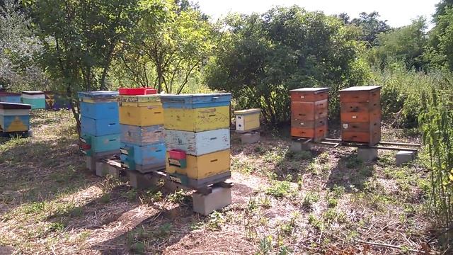 Пчеловодство.Готовим Место Под Откачку смотреть онлайн