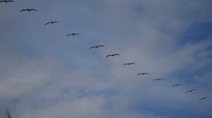 ВОТ И ОСЕНЬ!  УЛЕТАЮТ ПТИЦЫ!