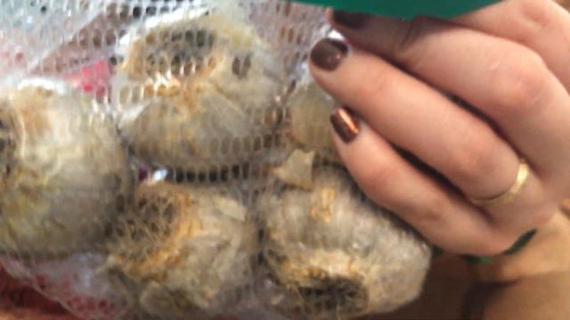 Plant Bulbs - Hyacinth, Lilly, and Daffodil Unboxing | Brent and Becky's Bulbs смотреть онлайн