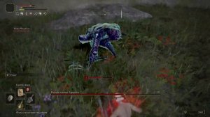 Elden Rinng: Квест полуволка Блайда, большая дубина, клык ищейки, камни и талисман за один забег