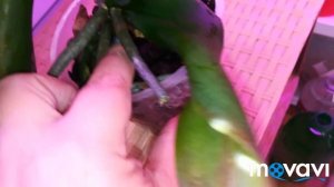 Посылка с орхидеями от Раджа "Орхорай"❤