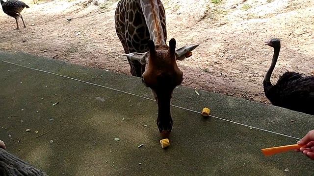Паттайя | Зоопарк КХАО КХЕО | День рождения Весны смотреть онлайн