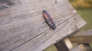 ТАРАКАН ЕЩЕ ЖИВОЙ!