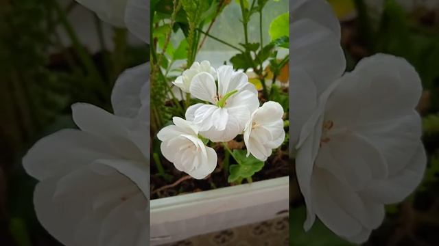 Герань белая, пеларгония осенью. White geranium, pelargonium in autumn