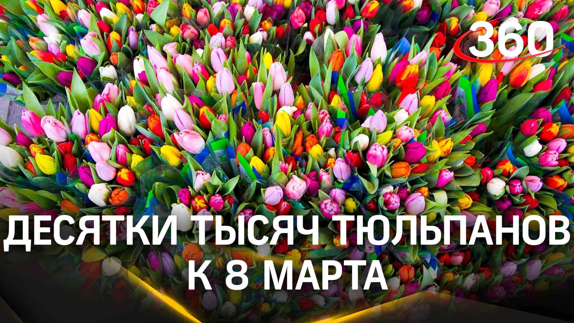 Десятки тысяч тюльпанов вырастят в Лобне к 8 марта