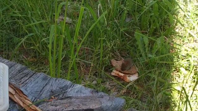 Та самая мышь "Наташа", которую в последствии съела ласка ... город - злая Сила смотреть онлайн