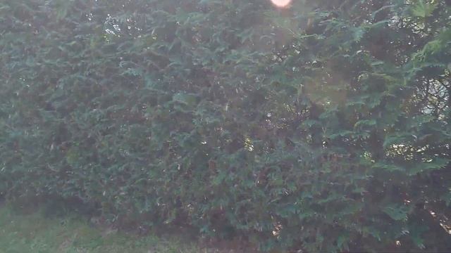 Achieving Pristine Cedar Hedge Trimming Despite Unprecedented Rainfall смотреть онлайн