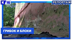 Стена дома на Силкина, 3 покрылась грибком, там постоянно ощущается влажность, завелись блохи