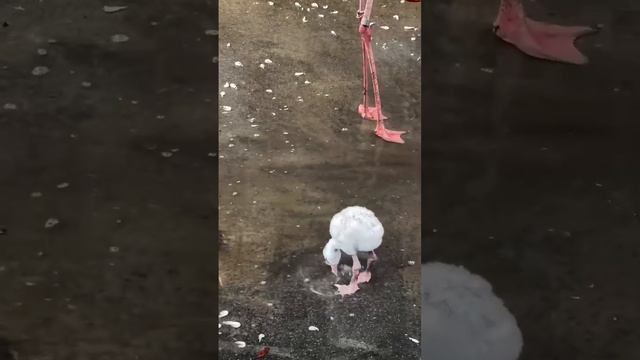 Все дети одинаковые