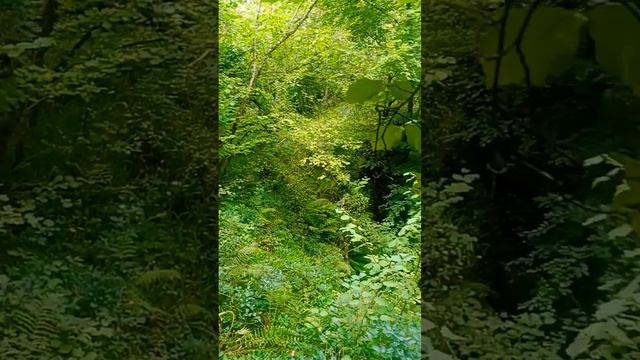 Marble Arch Caves hiking through the forest