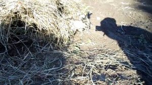 Как хранить зимой картофель в огороде