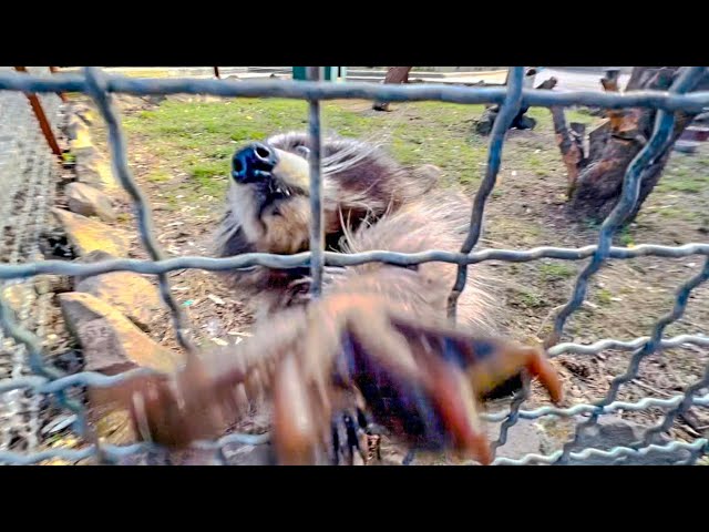Простое нападение. Енот Шурик из Тайгана видео. Степашка гамадрил Тайган. Гамадрил Люська парк Тайган.