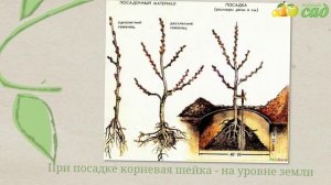 Посадка облепихи - как правильно посадить облепиху