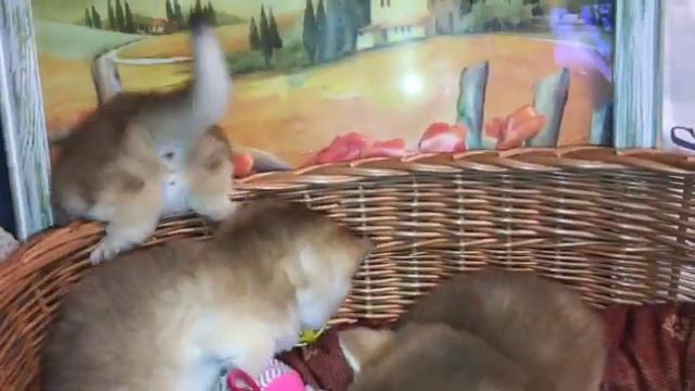 🤩🧡😻МАЛЕНЬКИМ КОТЯТАМ МЕСЯЦ🙀ЗОЛОТАЯ ШИНШИЛЛА👑GOLDEN KITTENS🌞