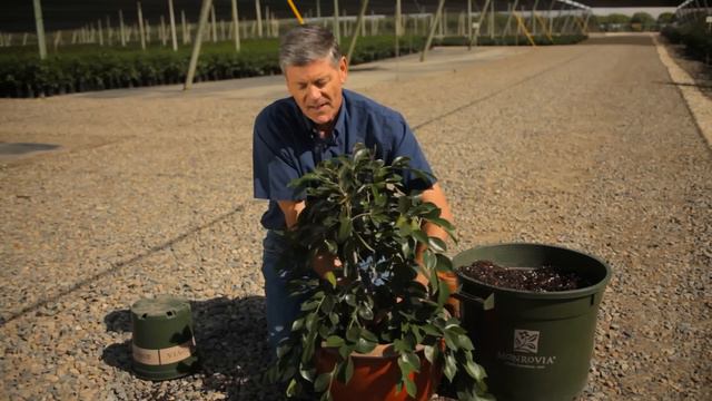 How to Plant Camellias in Pots : Garden Savvy смотреть онлайн