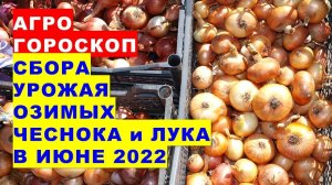 Агрогороскоп сбора урожая озимых чеснока и лука в июне 2022 года