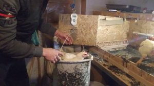 Бройлерам 47 дней, взвешиваю живой вес.mp4