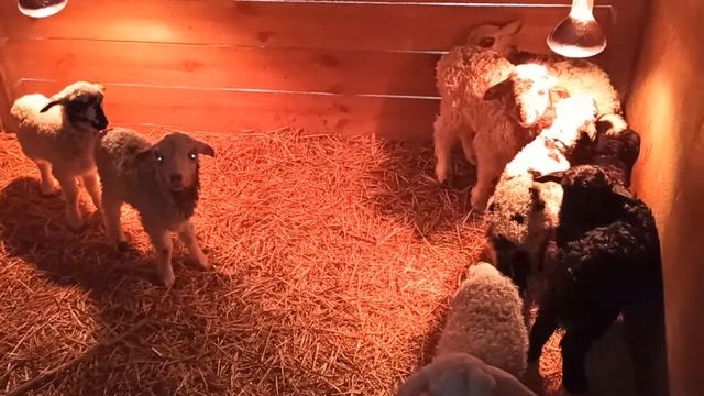 Наши овцы. Ягнята поеныши смотреть онлайн