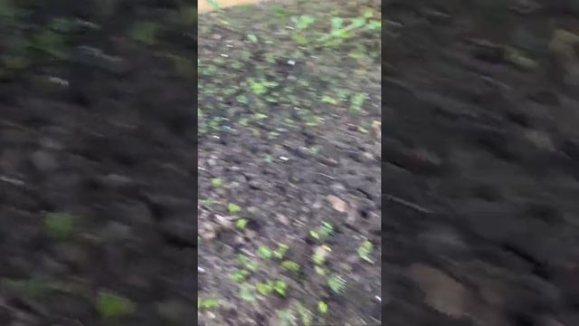 Выращивание хвойных растений из семян. Сосны и если из семян как вырастить смотреть онлайн