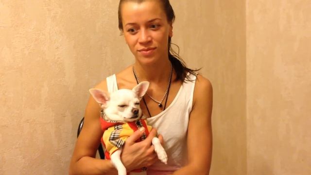 одеждадлясобаки.рф смотреть онлайн