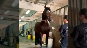 Неподкупная лошадь.