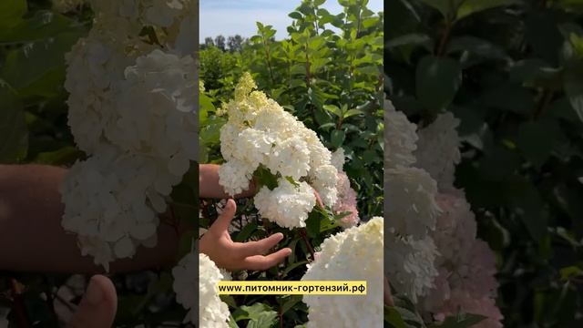 Отличительные маркёры у гортензии Ванилла Фрейз и Фрейз Мельба.