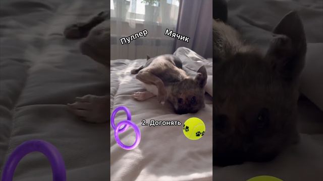 Потребности собак #чихуахуа #собака #юмор#chihuahua #dog #собаки #cane #dogvideo＃22 #チワワ #犬 ＃