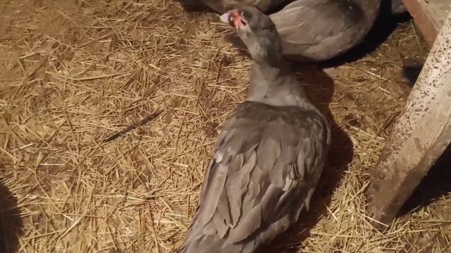 Как поживают индоутки зимой. Чем кормлю. Почему у уток сухо. смотреть онлайн