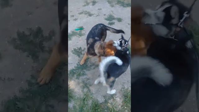 Хаски. Интересное видео ролик с животными. Игра Хаски Демон с овчаркай Марком. смотреть онлайн