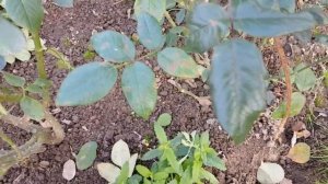 Как ПРАВИЛЬНО обрезать чайно-гибридные розы ПЕРЕД УКРЫТИЕМ. Всё ПРОЩЕ ПРОСТОГО!Не НУЖНО ПРИДУМЫВАТЬ