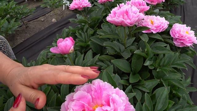 Модный розовый пион LITTLE PINK LULLABY / Сад Ворошиловой