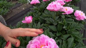 Модный розовый пион LITTLE PINK LULLABY / Сад Ворошиловой