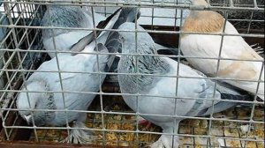 Выставка голубей. Мелитополь. 3 марта 2012г..wmv