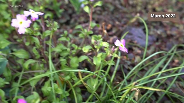 【ガーデニングVlog】春がチャンス‼️ステキな庭に変わる超オシャレで美しいグランドカバー9つ｜癒される美しいクリスマスローズ🥀｜9 ground covers for weed control смотреть онлайн