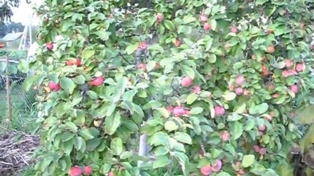 Мой плодовый урожай в августе. смотреть онлайн