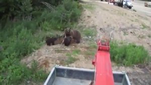 Медведица защищает медвежат