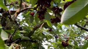 ПЛАНТАЦИИ ЧЕРЕШНИ С МАЛИНОЙ В ГЕРМАНИИ/НАША ЖИЗНЬ В ГЕРМАНИИ/ПОЗДНИЕ ПЕРЕСЕЛЕНЦЫ