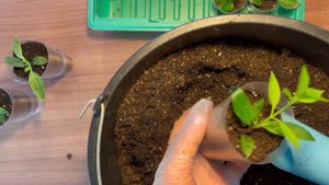 Пересадка черенков метельчатой гортензии🌺🌱💃