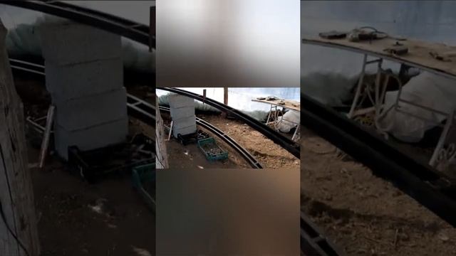 Пекинская капуста спустя четыре месяца после уборки,и как себя чувствует клубника под снегом смотреть онлайн