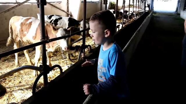 Молочная ферма. Как кормить коров и телят?