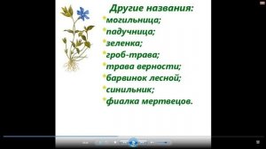 Барвинок Лечебные свойства