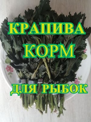 Кормим рыбок крапивой