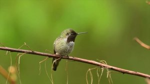 The Anna's Hummingbird (Calypte anna)