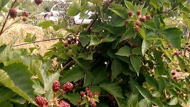 Ежевика, сорт: Лох Тей. Первые спеющие плоды. 25.06.18.