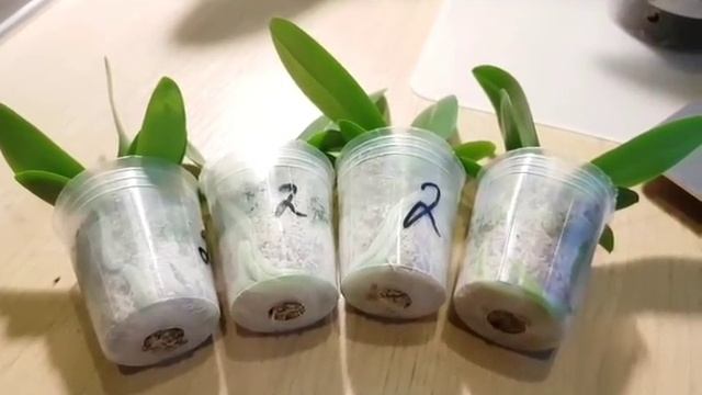 Кто виноват в гибели орхидей? Как и в каком состоянии они попадают к нам? И многое другое... смотреть онлайн