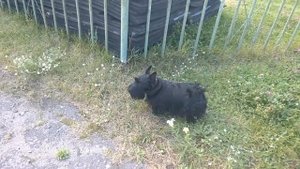 Шотландский терьер (скотч терьер) dog scottish terrier