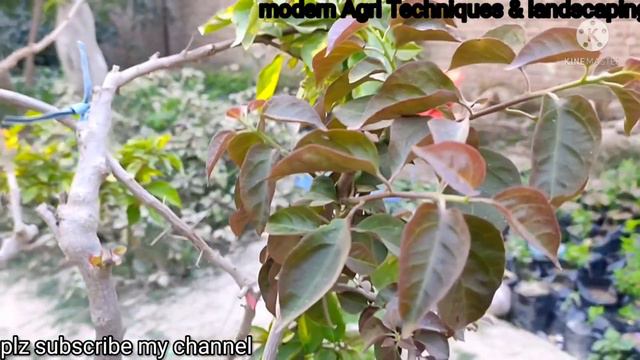 Bougainvillea with different colours | modern Agri Techniques смотреть онлайн