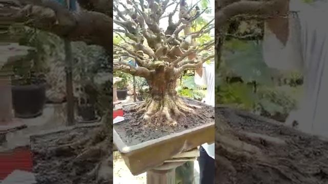 bonsai ficus microcarpa  rajanya bonsai nusantara indonesia