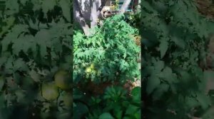 Томат Гном Пурпурное ? Dwarf Purple Heart